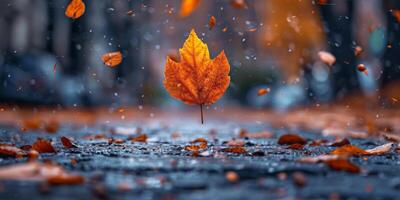 A maple leaf floats in the air with falling leaves photo