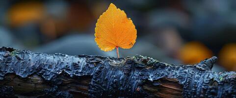A small tree is growing from a branch of a larger tree photo