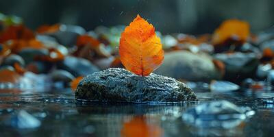 An orange leaf is floating on the surface of a rock in the water photo