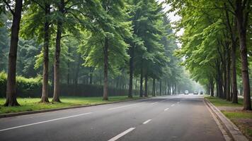 an empty road lined with trees in the middle of a forest photo