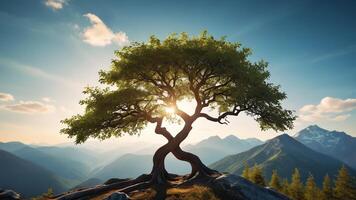tree on mountain top with sun shining through photo