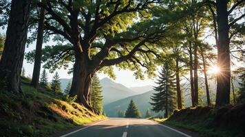view of a quiet road in the middle of a forest with trees, shining sun, and beautiful mountain views photo