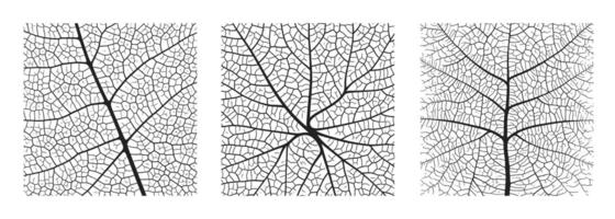Leaf vein texture abstract background set with close up plant leaf cells ornament texture pattern. vector