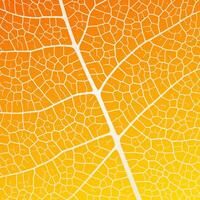 Leaf vein texture abstract background with close up plant leaf cells ornament texture pattern. vector