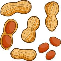 Set of peanuts. Whole and peeled peanuts, isolated on white background. vector