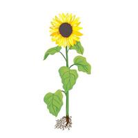 Botanic illustration of large yellow sunflower isolated vector