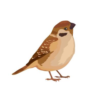 small beautiful brown sparrow bird stands