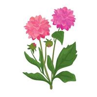 Botanic illustration of beautiful large peonies isolated vector