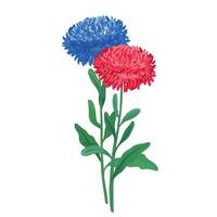 Botanic illustration of blue and red aster vector