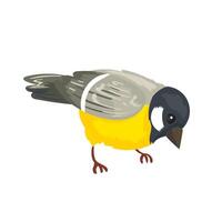 Beautiful little tit bird on white background vector