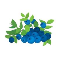 Botanic illustration of blueberry branch with leaves vector