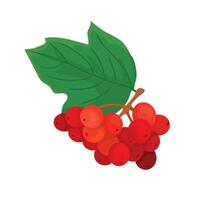 Botanic illustration of red rowan branch vector
