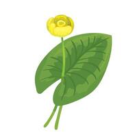 Botanic illustration of yellow water lily isolated vector
