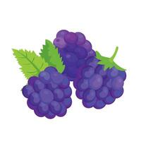 Botanic illustration of blackberries with leaves isolated vector
