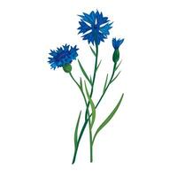 Botanic illustration of blue cornflower isolated vector