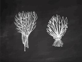 Hand-drawn monochrome sketch of a bunch of greens, spinach, dill. Doodle vintage illustration. Decorations for the menu of cafes and labels. Engraved image on chalkboard background. vector