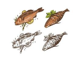 Hand-drawn colored and monochrome sketch of barbecue fish. Doodle vintage illustration. Decorations for the menu of cafes and labels. Engraved image. vector