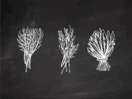 Hand-drawn monochrome sketch of a bunch of greens, arugula, spinach, dill. Doodle vintage illustration. Decorations for the menu of cafes and labels. Engraved image on chalkboard background. vector