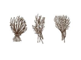 Hand-drawn monochrome sketch of a bunch of greens, arugula, spinach, dill. Doodle vintage illustration. Decorations for the menu of cafes and labels. Engraved image. vector