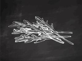 Hand-drawn monochrome sketch of a bunch of greens, arugula. Doodle vintage illustration. Decorations for the menu of cafes and labels. Engraved image on chalkboard background. vector
