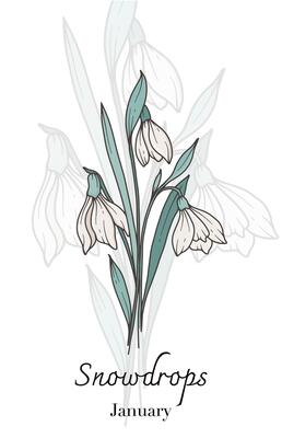 Snowdrops Line Art. Snowdrops flower Illustration. January Birth Month Flower. Snowdrops outline isolated on white. Hand drawn line art botanical illustration.