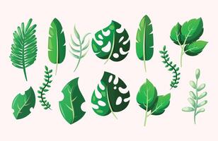 illustration of summer leaf variation collection vector