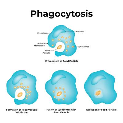 Phagocytosis Science Design Illustration Diagram