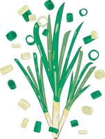 Chopped Green Onion Element Chives Slices Illustration Graphic Element Art Card vector