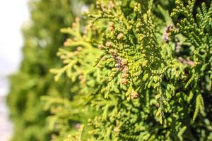 image of a green thuja branch photo