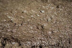 background texture swamp photo