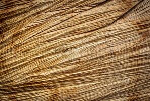 texture of the wooden surface of the cut photo