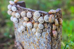many grape snails on a metal a channel photo