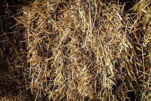 Abstract background of a bunch of straw photo