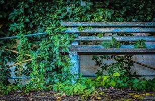 the shop was thrown with the remains of a blue ink and overgrown with ivy photo