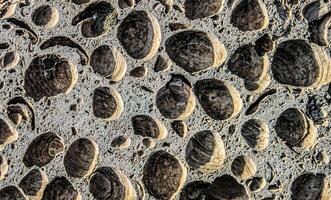 rock texture of the shellfish photo