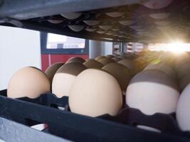 Close up the eggs on the trolley with concept technology of smart incubation hatchering machine. Modern hatchery technology. photo