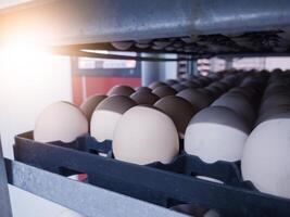 Close up the eggs on the trolley with concept technology of smart incubation hatchering machine. Modern hatchery technology. photo