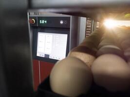 Close up the eggs on the trolley with concept technology of smart incubation hatchering machine. Modern hatchery technology. photo