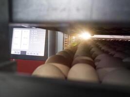 Close up the eggs on the trolley with concept technology of smart incubation hatchering machine. Modern hatchery technology. photo