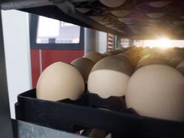 Close up the eggs on the trolley with concept technology of smart incubation hatchering machine. Modern hatchery technology. photo