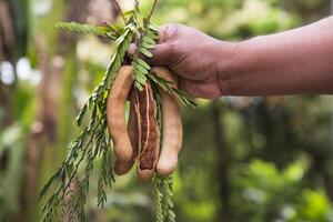 Hand holding some Tamarind Fruits, green leaves with Blurry Background. Selective Focus photo