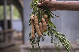 Hand holding some Tamarind Fruits, green leaves with Blurry Background. Selective Focus photo
