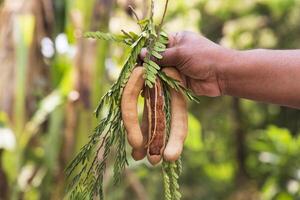 Hand holding some Tamarind Fruits, green leaves with Blurry Background. Selective Focus photo