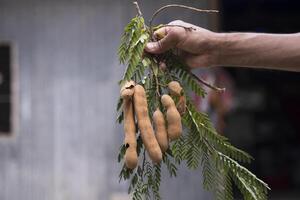 Hand holding some Tamarind Fruits, green leaves with Blurry Background. Selective Focus photo