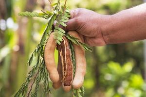 Hand holding some Tamarind Fruits, green leaves with Blurry Background. Selective Focus photo