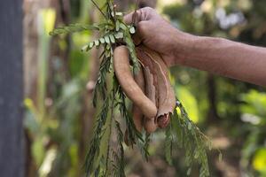 Hand holding some Tamarind Fruits, green leaves with Blurry Background. Selective Focus photo