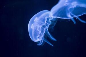 Closeup view, of a jellyfish illuminated against a dark blue background, highlighting its intricate patterns and delicate nature. photo