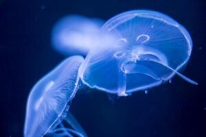 Closeup view, of a jellyfish illuminated against a dark blue background, highlighting its intricate patterns and delicate nature. photo