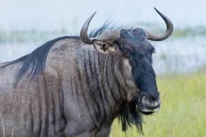 Blue wildebeest Connochaetes taurinus also called the common wildebeest, white-bearded wildebeest, or brindled gnu, is a large antelope and one of the two species of wildebeests. photo