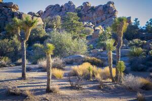 Joshua trees Yucca brevifolia native to the Mojave Desert of Joshua Tree National Park in California photo